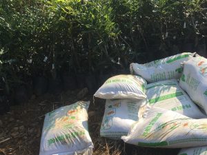 Cây bắt đầu sử dụng phân bón trùn quế dgreen