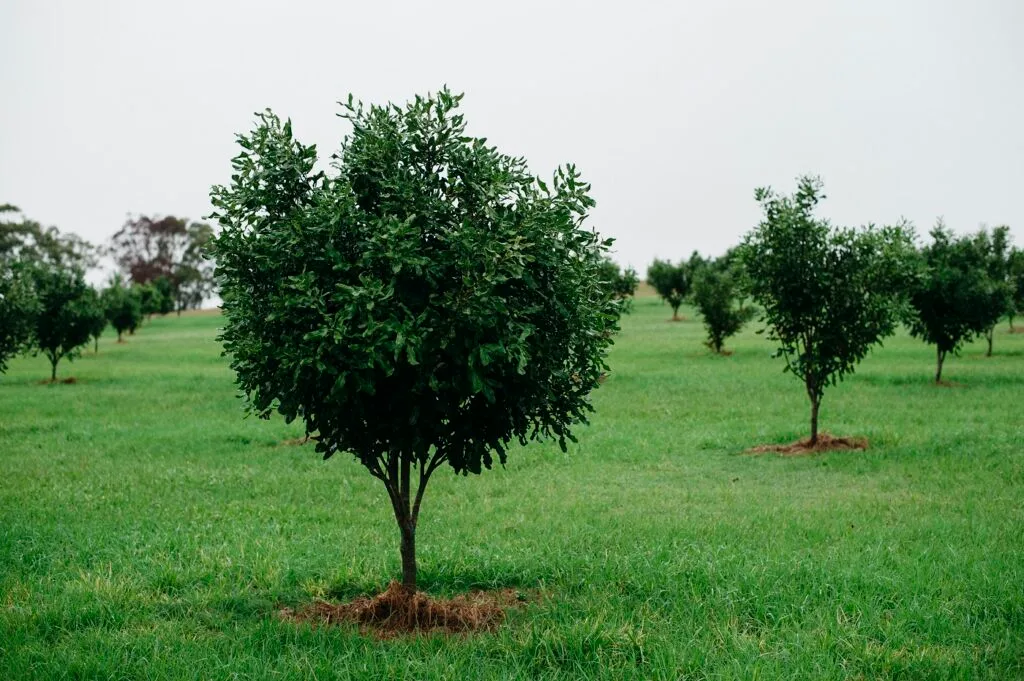 Vườn Cây mắc ca