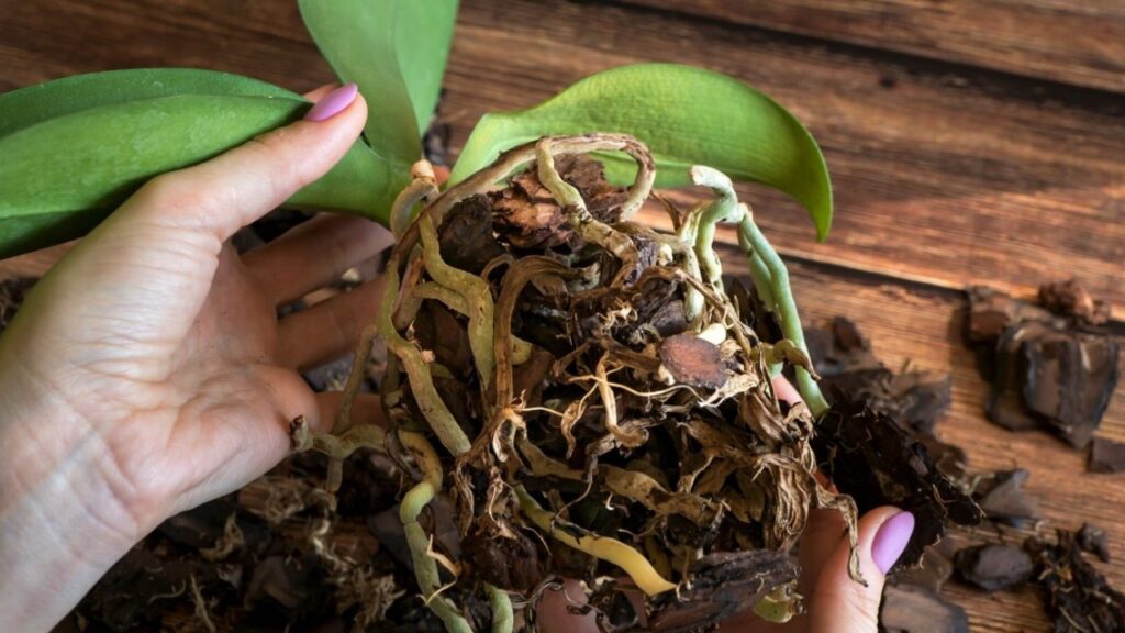 Hoa lan bị cháy rễ, khô rễ