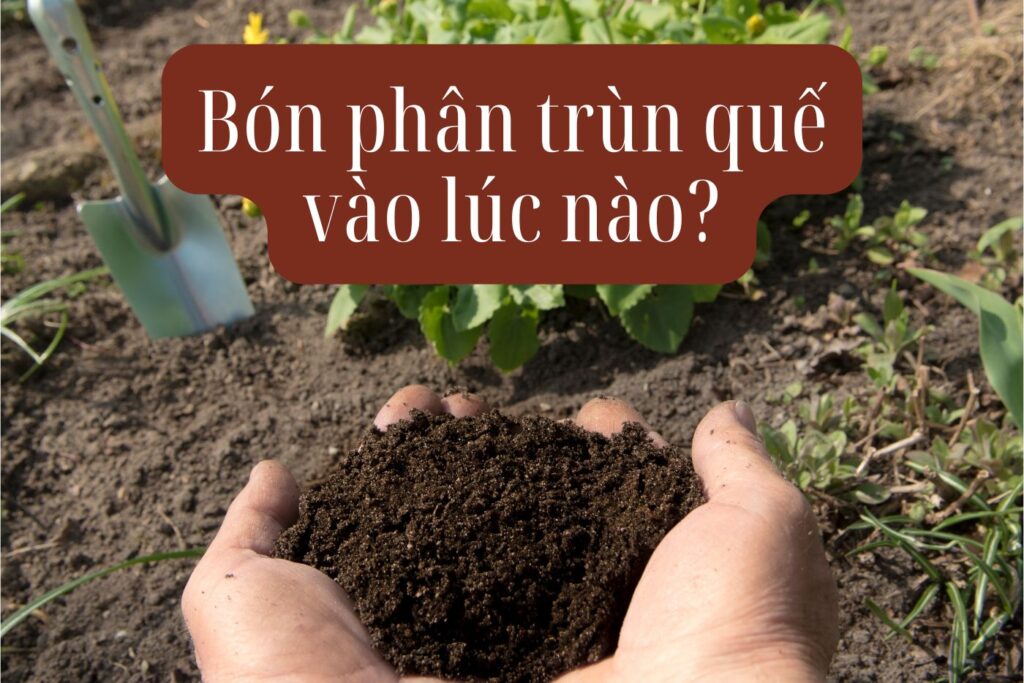Thời điểm tốt nhất bón phân trùn quế