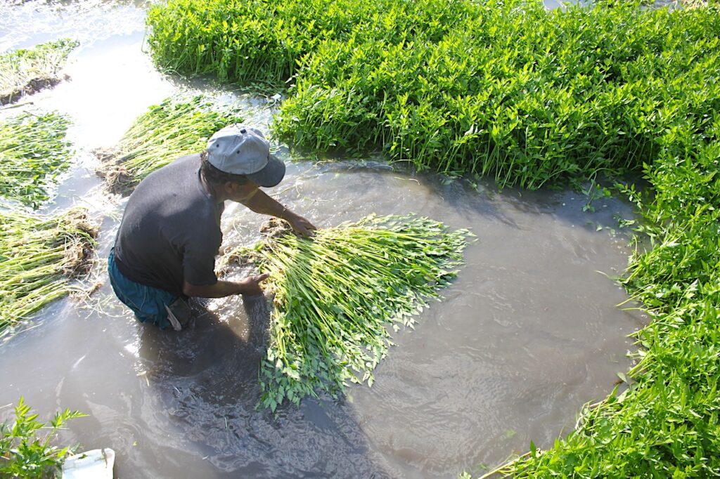 Trồng rau cần nước