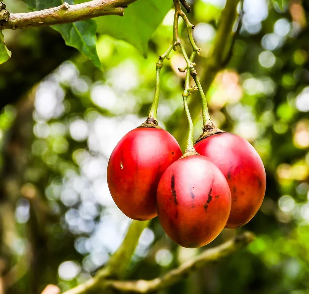Cà chua thân gỗ Tamarillo