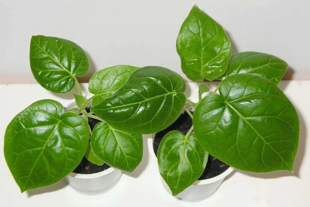 Cây con cà chua thân gỗ