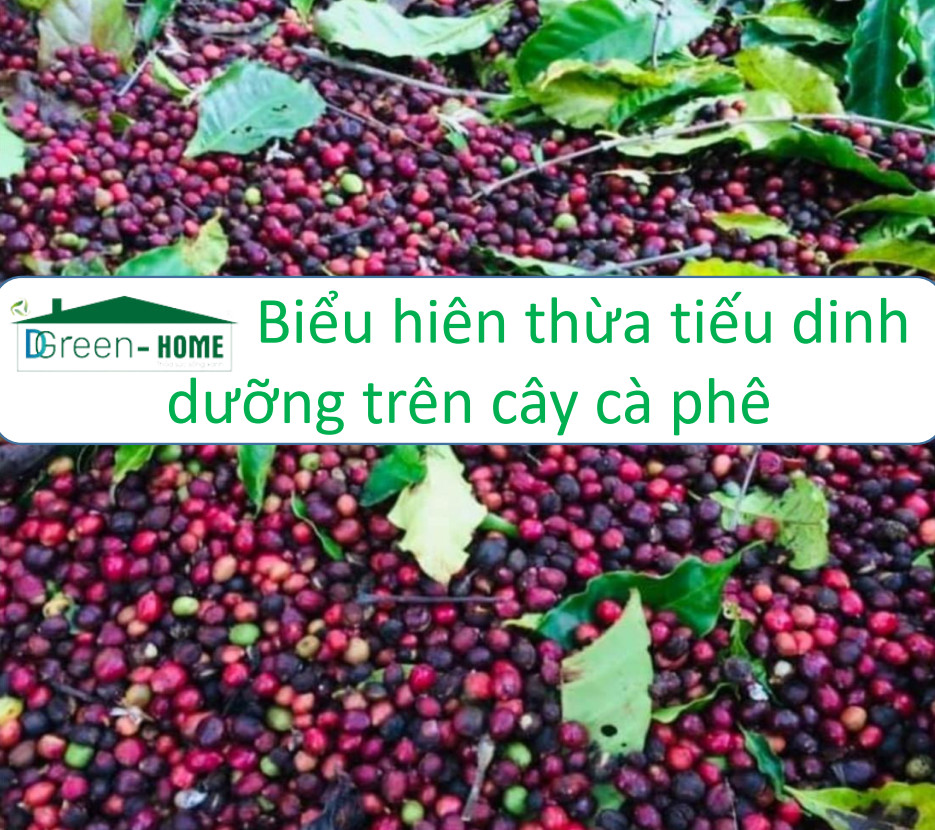 Kỹ thuật chăm bón cây cà phê