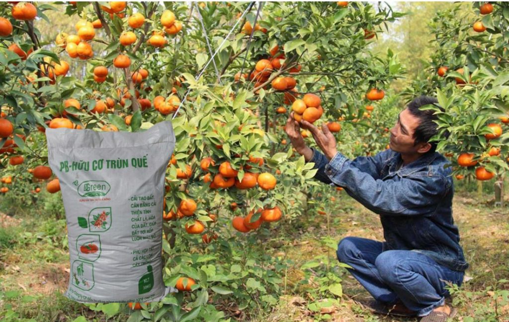 Phân trùn quế cho cây cam