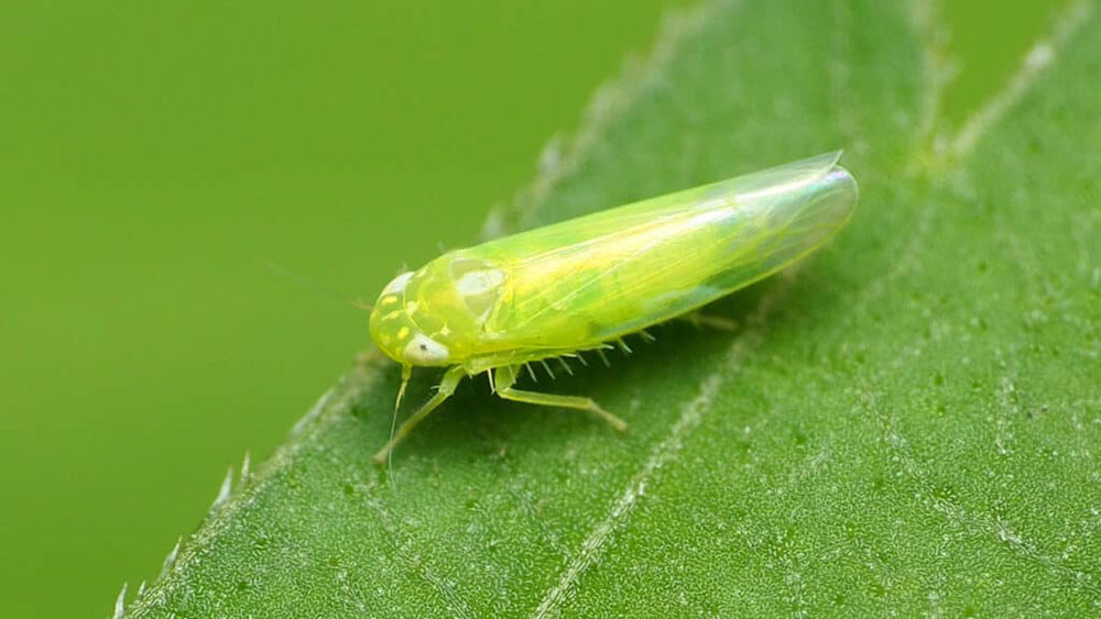 Rầy xanh hại sầu riêng