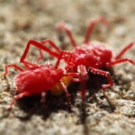 Nhện đỏ có thể gây hại nặng nề cho cây trồng