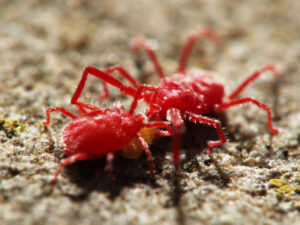 Nhện đỏ có thể gây hại nặng nề cho cây trồng