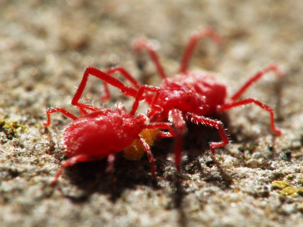 Nhện đỏ có thể gây hại nặng nề cho cây trồng