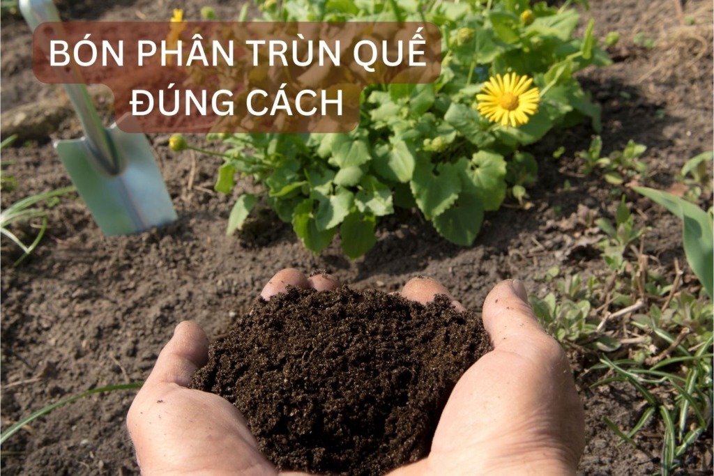 Cách bón phân trùn quế đúng và hiệu quả